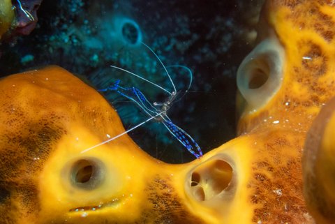 Belize Cleaner Shrimp