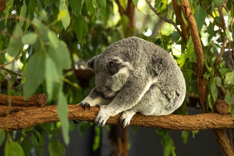 Australia-15