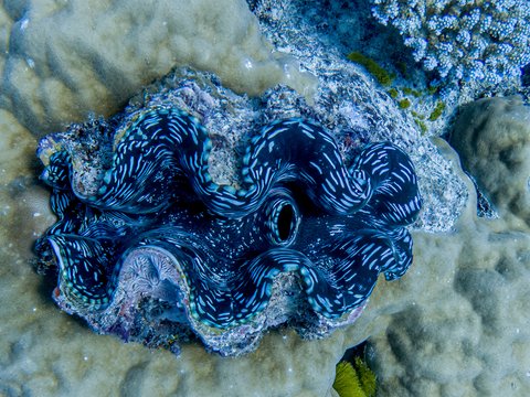 Australia GBR-5