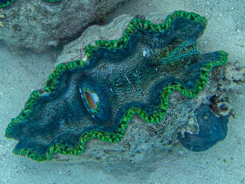 Australia GBR-10