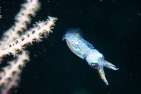 Belize Teeny squid