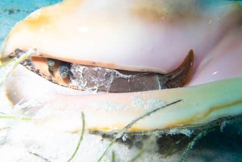 Belize Conch