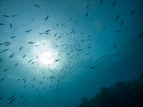 Australia GBR-2