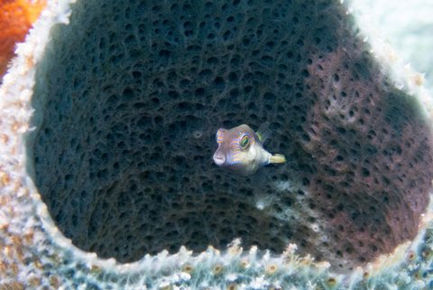Belize Sharp Nose Puffer